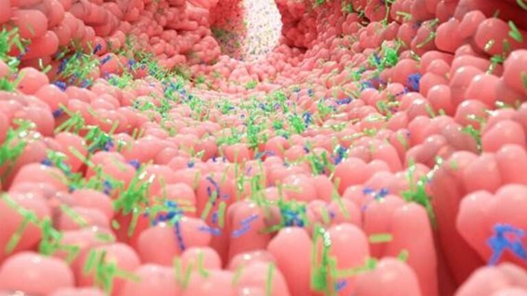 1737608201_El-impacto-del-intestino-en-enfermedades-inflamatorias-y-cardiovasculares.jpg