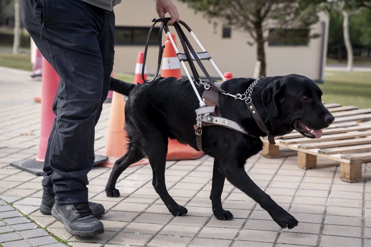 1740389234_Desarrollo-de-un-perro-guia.jpg