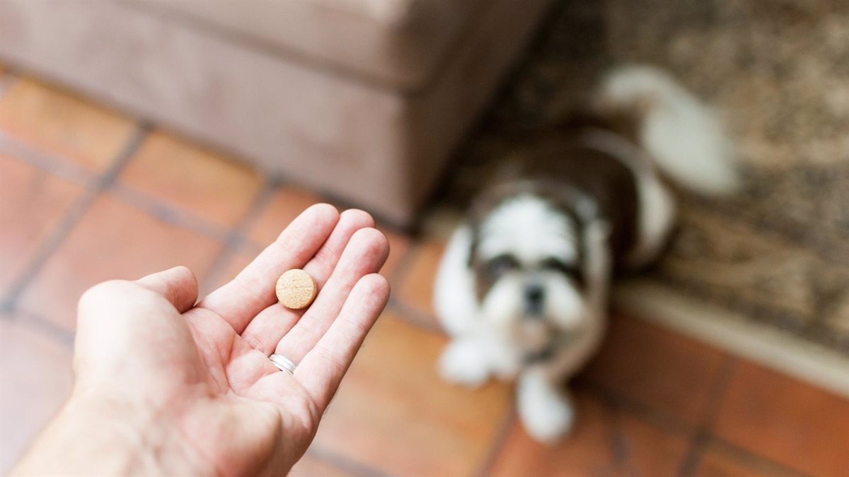 1740408175_Farmaceuticos-piden-respetar-ley-de-dispensacion-de-medicamentos-veterinarios.jpg