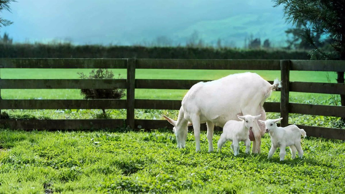 Beneficios-de-la-leche-de-cabra-para-bebes.jpg