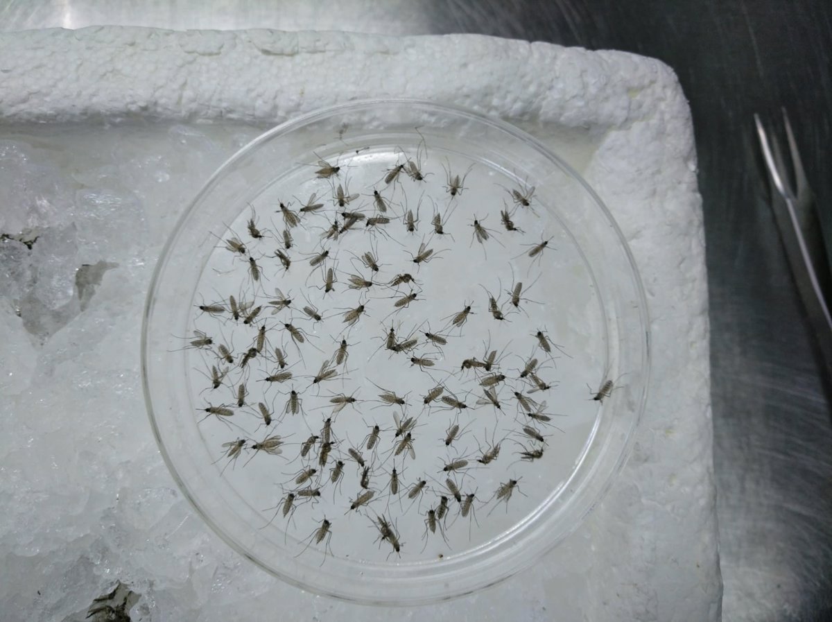 Estudio-revela-composicion-del-mosquito-transmisor-del-virus-del-Nilo.jpg