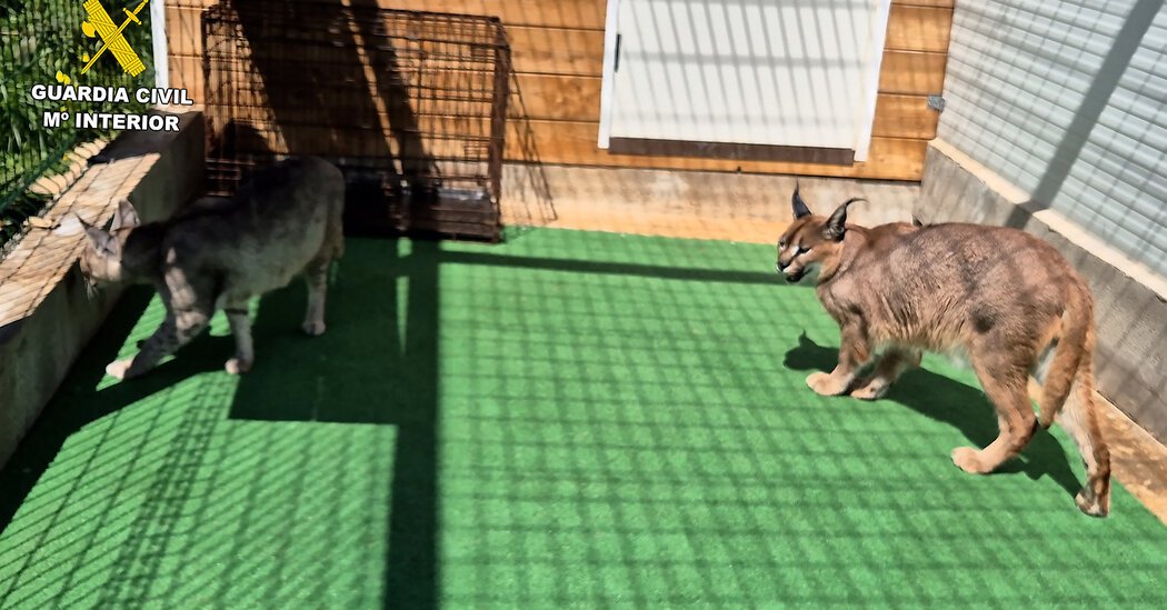 19-Grandes-Felinos-Rescatados-en-Espana-en-Redada-Policial-contra.jpg