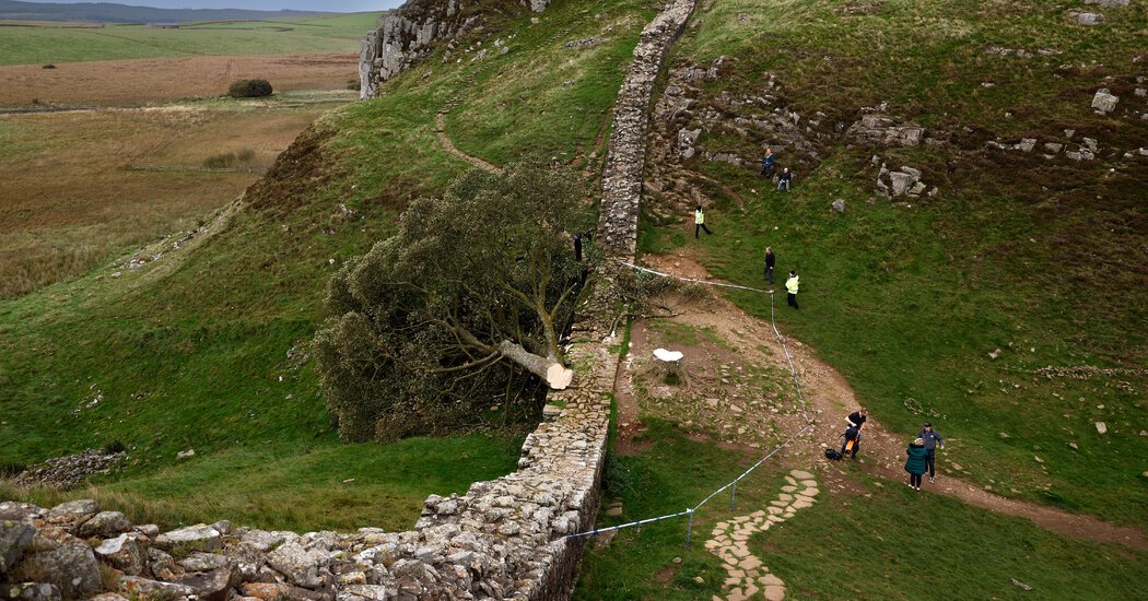 Derribo-de-arbol-en-Sycamore-Gap-fue-deliberado-y-sin.jpg