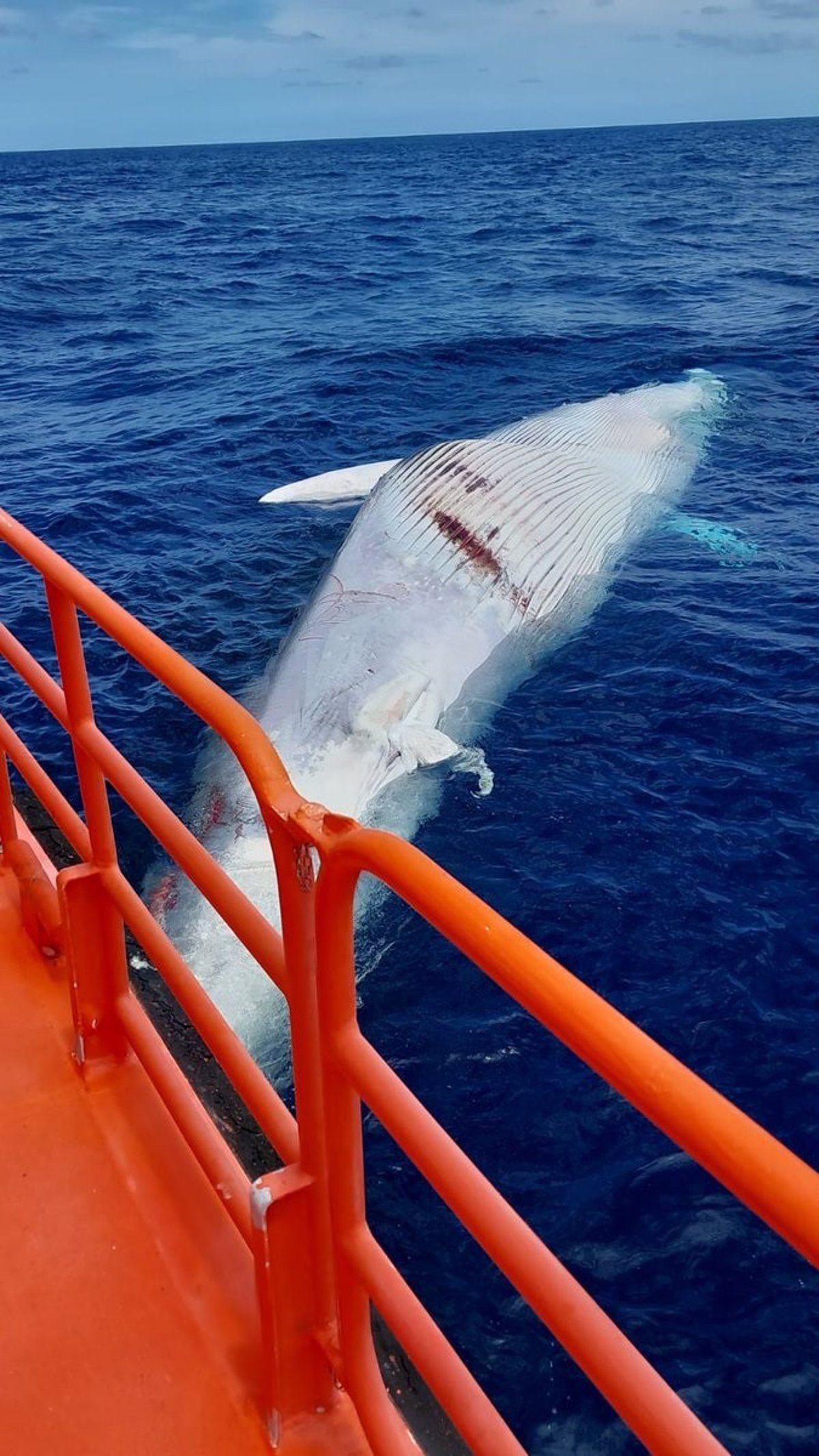1746559825_Encuentran-un-cetaceo-muerto-cerca-del-puerto-de-San-Cristobal.jpg