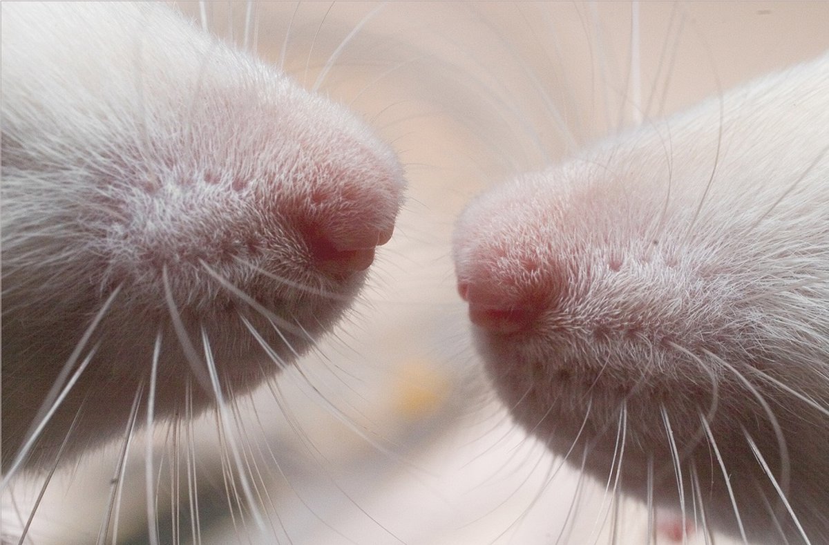 Confirmados-11-casos-de-tularemia-en-Navarra-durante-2025.jpg