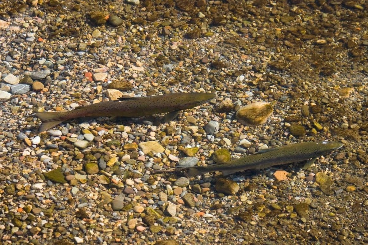 Ecologistas-critican-al-Gobierno-asturiano-por-impacto-en-el-salmon.jpg