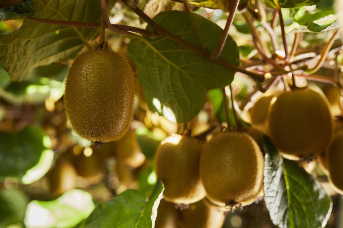 La-Comision-Europea-aprueba-beneficios-digestivos-del-kiwi-verde.jpg