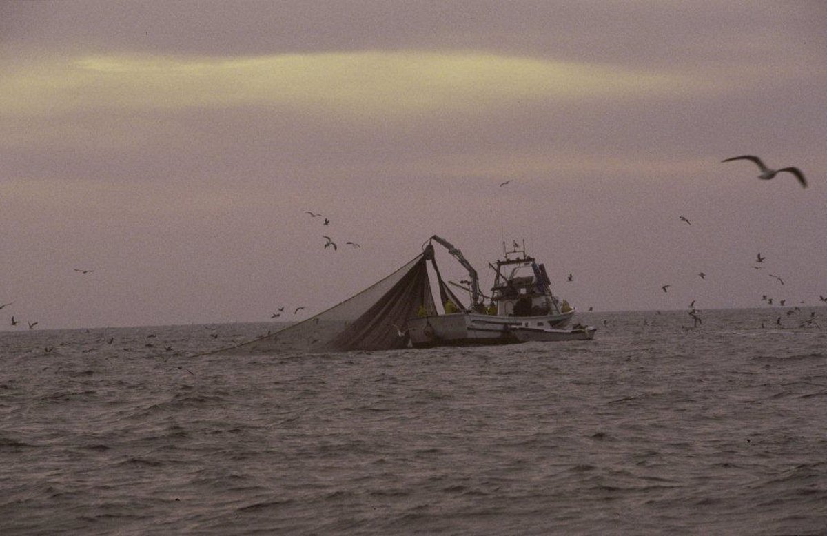 El-Gobierno-cierra-la-pesca-de-la-cigala-en-el.jpg