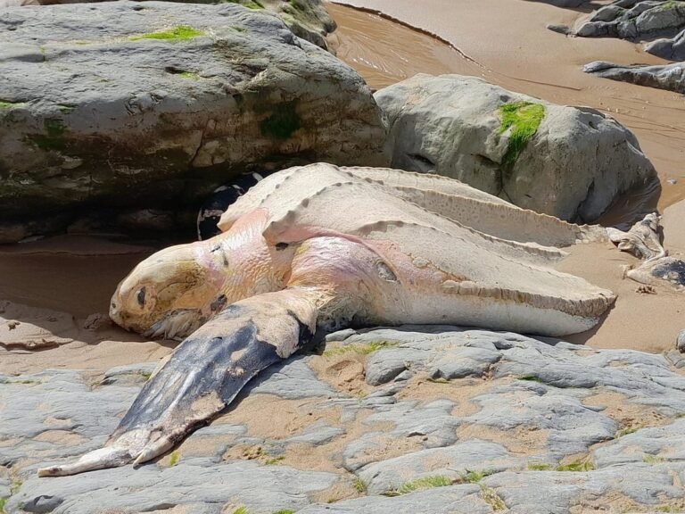 Encuentran-cadaver-de-tortuga-laud-en-la-playa-de-Portio.jpg